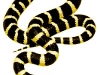 Snake4.jpg
